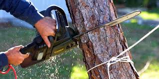 Professional Tree Care Services in West Point, KY